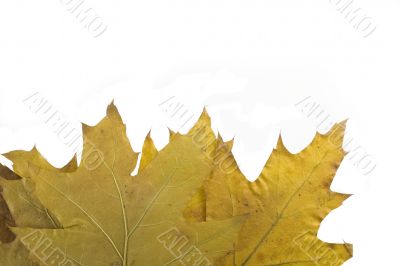 autumn leaf