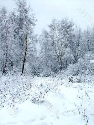 In the winter forest