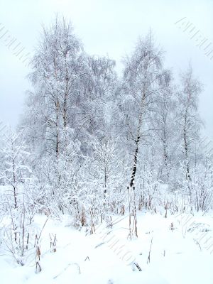 In the winter forest