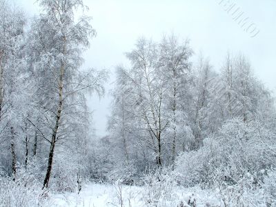 In the winter forest