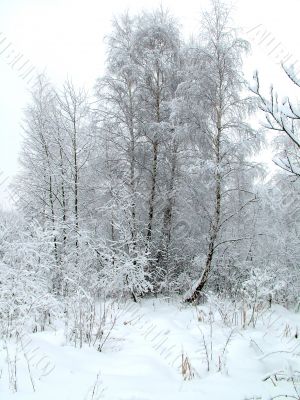 In the winter forest