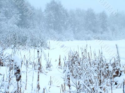 Snowfall in the winter forest