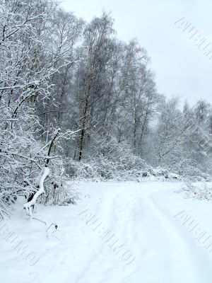Road in the winter forest