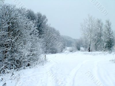 Road in the winter forest