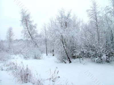 In the winter forest