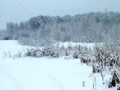 In the winter forest
