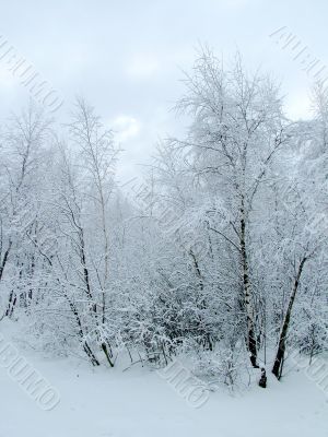 In the winter forest