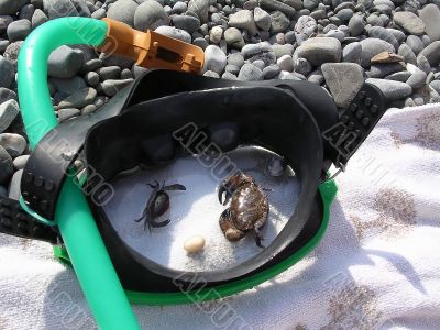 Crabs in the mask