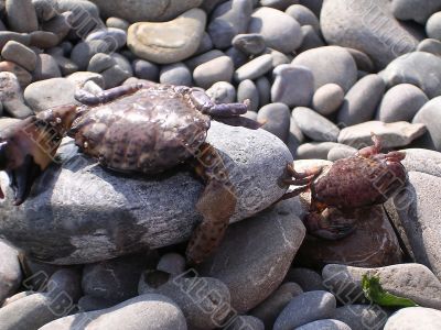 Crabs on the shore