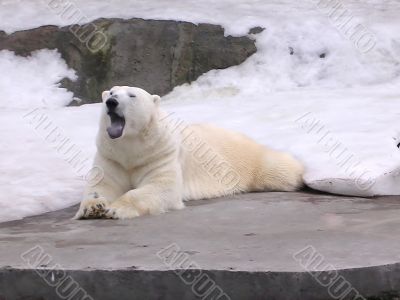 Polar bear