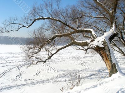 Tree on the shore of the icy lake