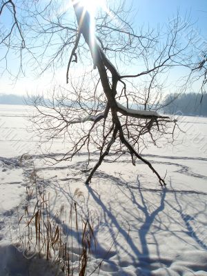 Sun on the tree