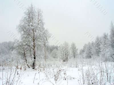 In the winter forest