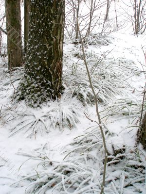 In the winter forest