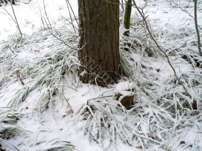 In the winter forest