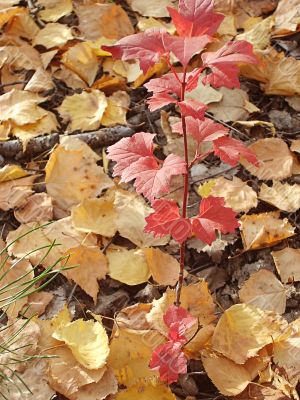 Small mahogany on a fine background from yellow autumn leaves