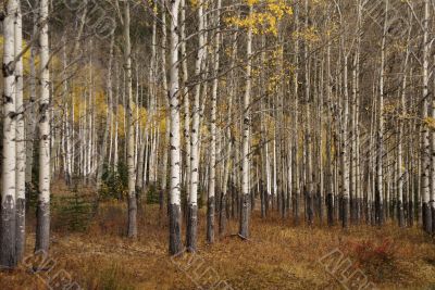 White trunks of aspen