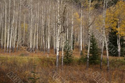White trunks of aspen