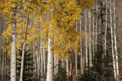 White trunks of aspen