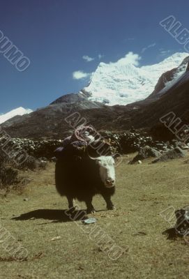 Yak with full load