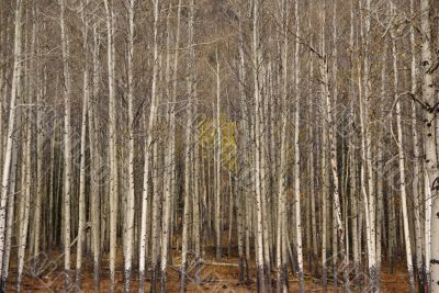 White trunks of aspen