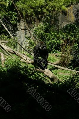 Silverback gorilla