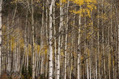 White trunks of aspen