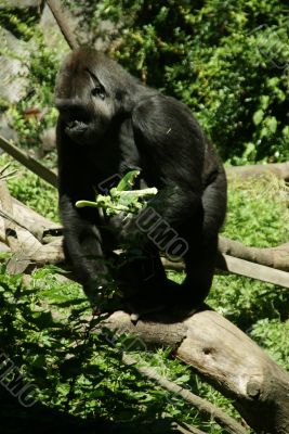 Silverback gorilla