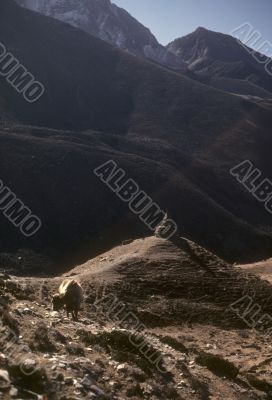 Yak and chorten