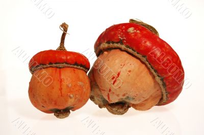 Autumn pumpkin composition