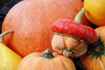 Autumn pumpkin composition