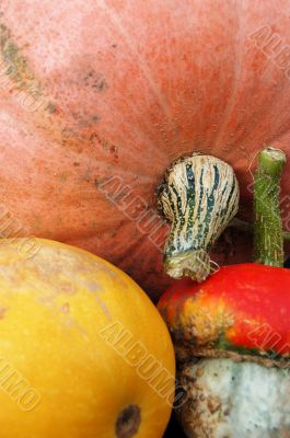 Autumn pumpkin composition