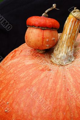 Autumn pumpkin composition