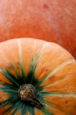Autumn pumpkin composition