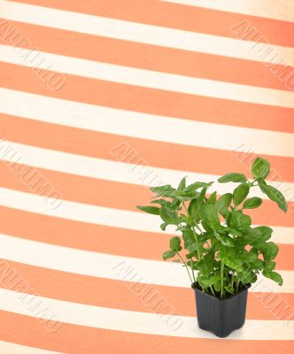 basil against retro background