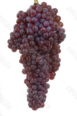 Organic Grapes