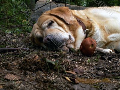 Slipping dog and mushroom