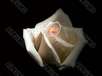 White rose on black background