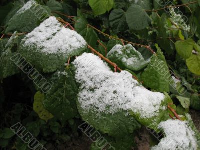 The branch under snow