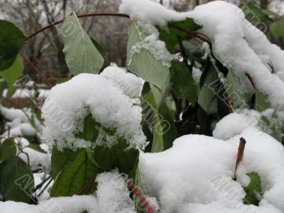 The green leaves  under snow