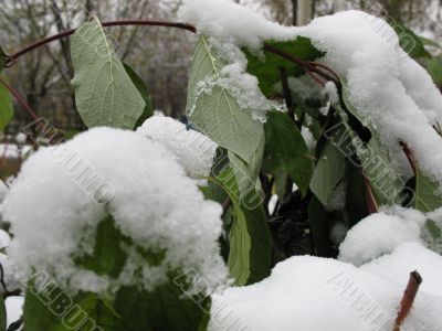 The green leaves in winter