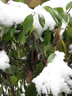 The green bush in winter