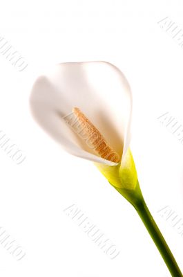 Calla Lily