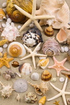 Seashell Background