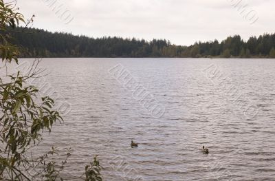 Ducks in Lake