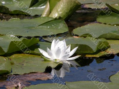 Lily Pad with White Flower