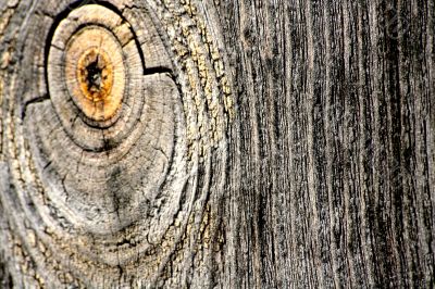 Wood texture