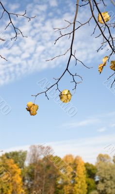 Last leaves
