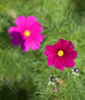 Flowers and perspective