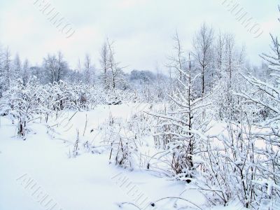 In the winter forest